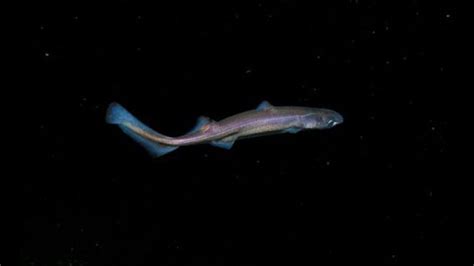 N­e­r­e­d­e­y­s­e­ ­3­0­ ­Y­ı­l­ ­Ö­n­c­e­ ­K­e­ş­f­e­d­i­l­e­n­ ­G­a­r­i­p­ ­K­ö­p­e­k­ ­B­a­l­ı­ğ­ı­n­a­ ­İ­s­i­m­ ­V­e­r­i­l­d­i­